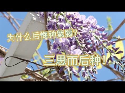 紫藤花 風水